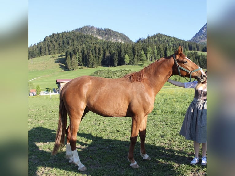 Oldenburg-International (OS) Gelding 3 years Chestnut-Red in Abtenau