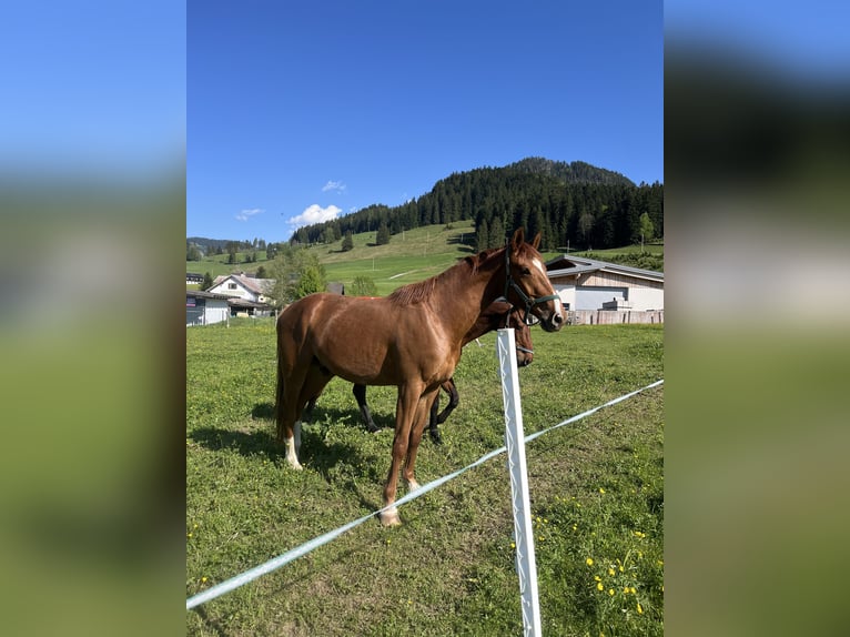 Oldenburg-International (OS) Gelding 3 years Chestnut-Red in Abtenau