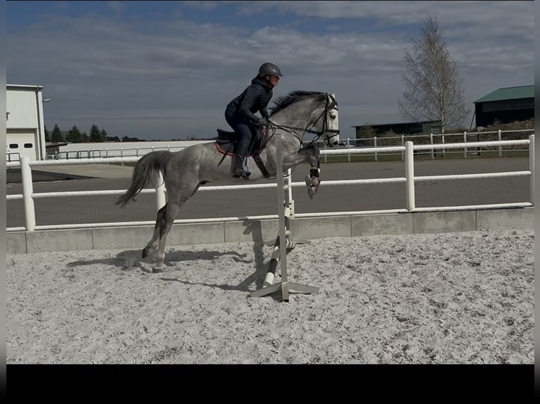 Oldenburg-International (OS) Gelding 4 years 15.2 hh Grey in Staven