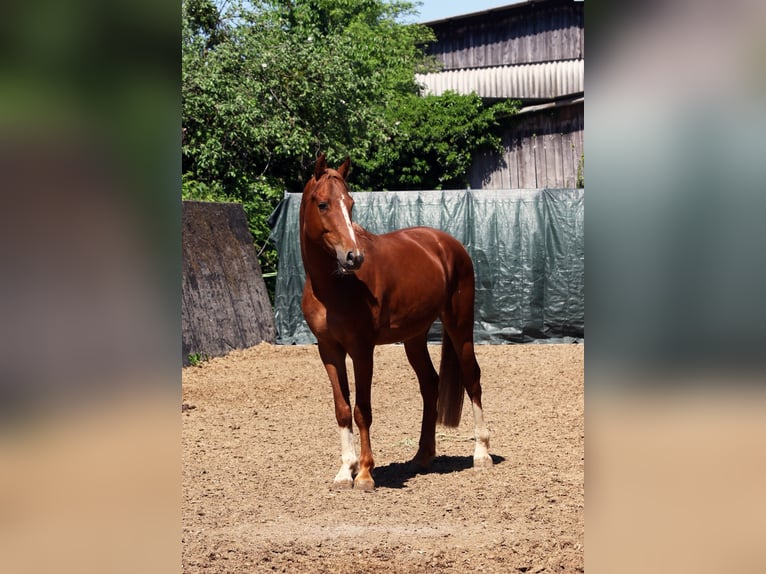 Oldenburg-International (OS) Gelding 4 years 15,3 hh Chestnut-Red in Hatten