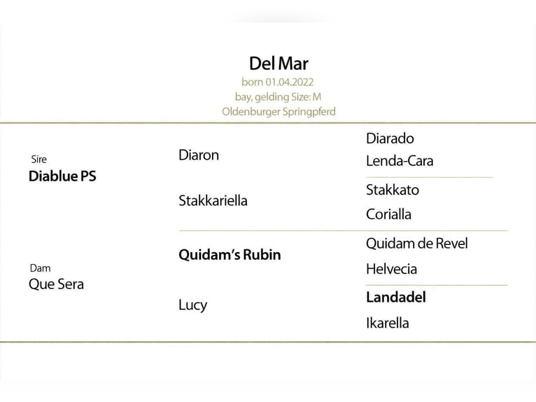 Oldenburg-International (OS) Gelding 4 years 16.1 hh Bay in KRAJENKA