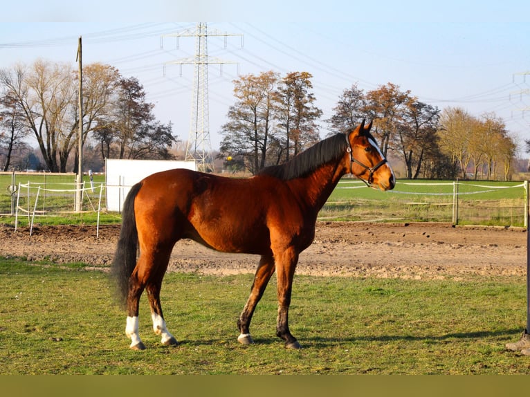 Oldenburg-International (OS) Gelding 4 years 16.1 hh Brown in Weiterstadt