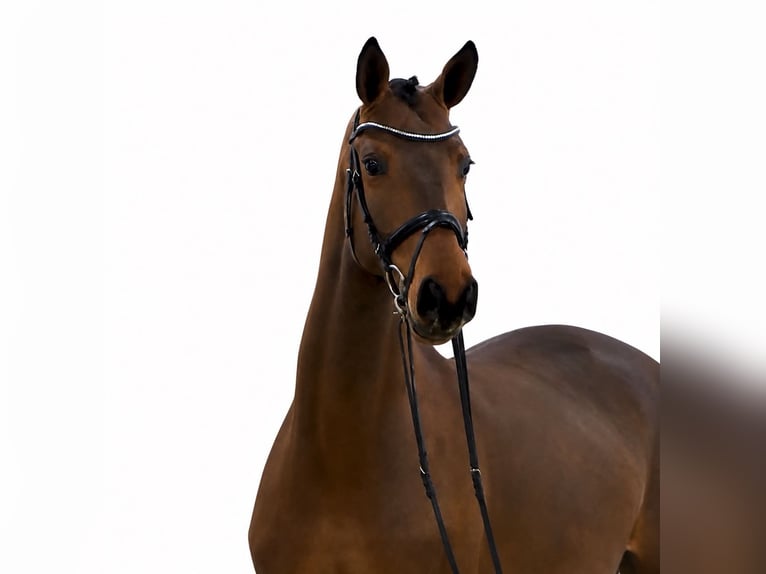 Oldenburg-International (OS) Gelding 4 years 16.1 hh Brown in ROGOWNICA