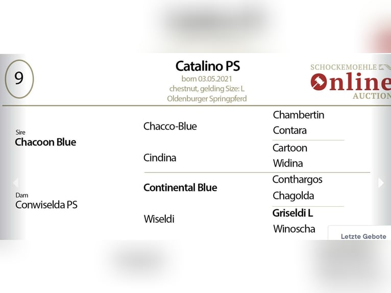 Oldenburg-International (OS) Gelding 4 years 16,1 hh Chestnut-Red in GŁUBCZYN