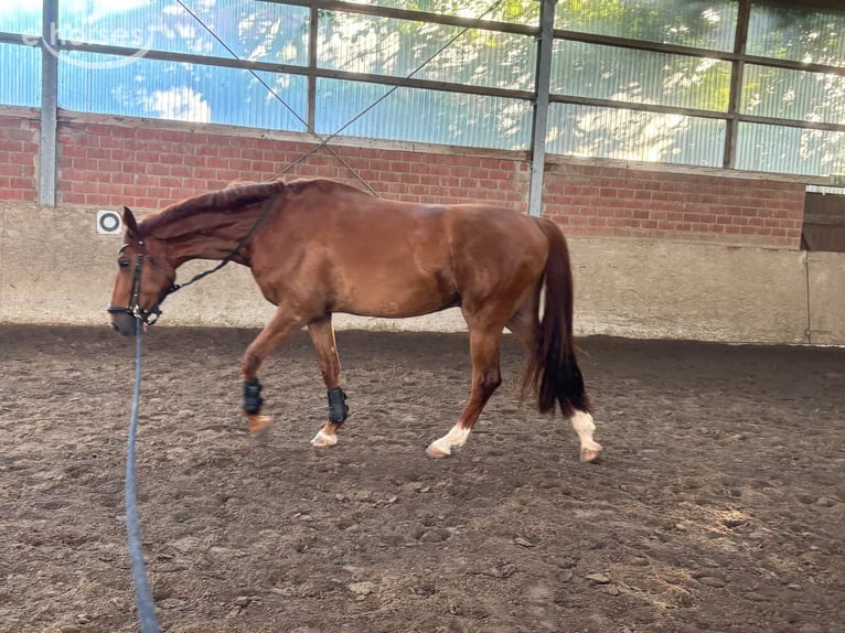 Oldenburg-International (OS) Gelding 4 years 16.1 hh Chestnut-Red in Rödinghausen