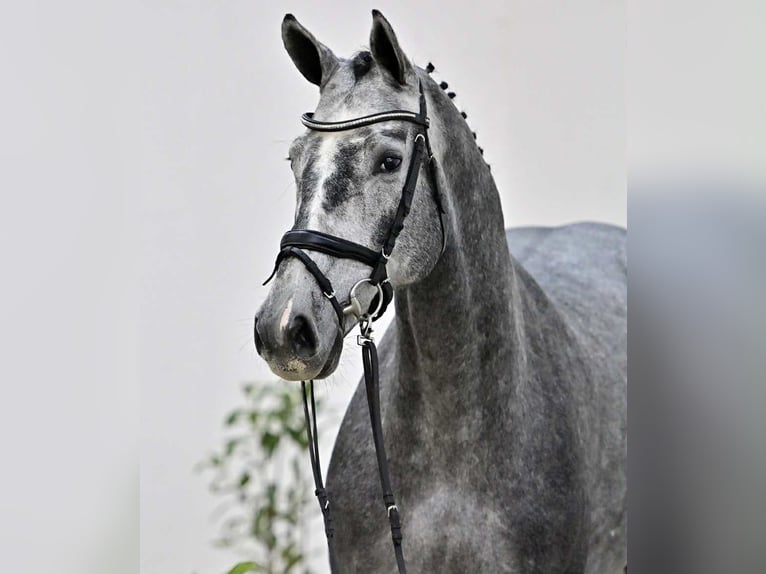 Oldenburg-International (OS) Gelding 4 years 16,1 hh Grey in GŁUBCZYN