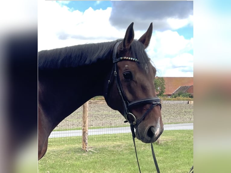 Oldenburg-International (OS) Gelding 4 years 16,2 hh Brown in Versmold
