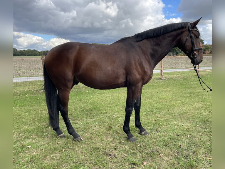 Oldenburg-International (OS) Gelding 4 years 16,2 hh Brown in Versmold
