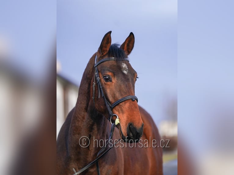 Oldenburg-International (OS) Gelding 4 years 16.2 hh Brown in Region Prag