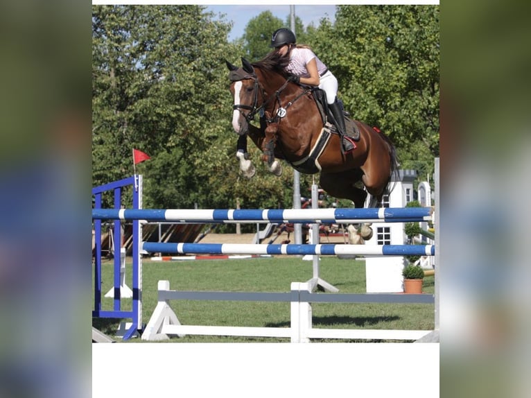 Oldenburg-International (OS) Gelding 4 years 16.2 hh Brown in Schenklengsfeld
