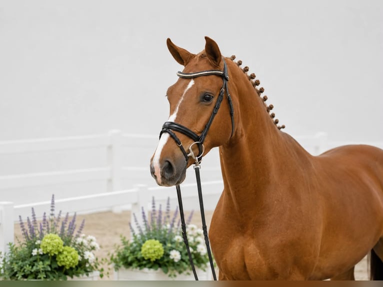 Oldenburg-International (OS) Gelding 4 years 16.2 hh Chestnut-Red in GŁUBCZYN