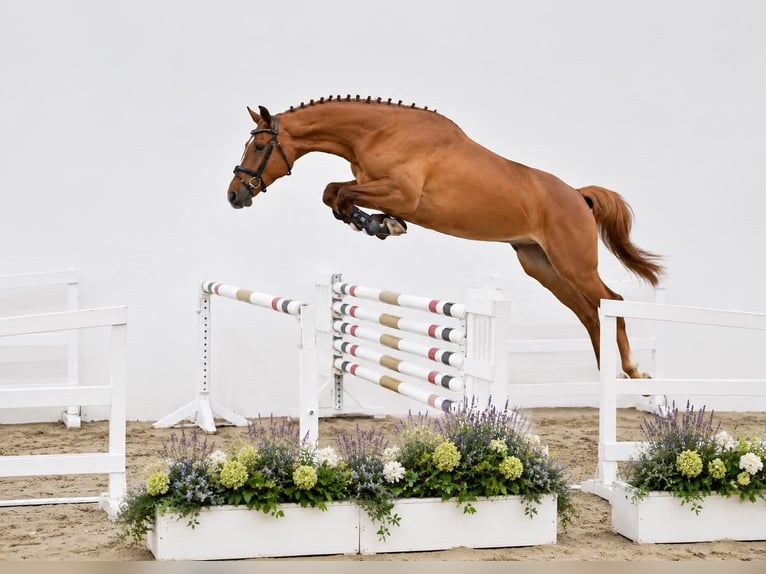Oldenburg-International (OS) Gelding 4 years 16.2 hh Chestnut-Red in GŁUBCZYN