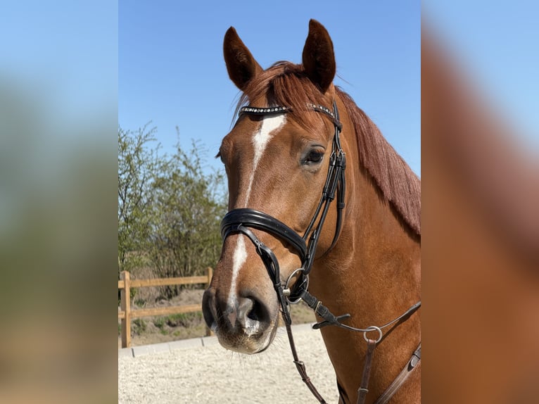Oldenburg-International (OS) Gelding 4 years 16.2 hh Chestnut-Red in BramscheBramsche