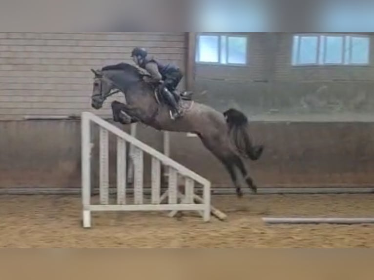 Oldenburg-International (OS) Gelding 4 years 16.2 hh Grey in Kürten