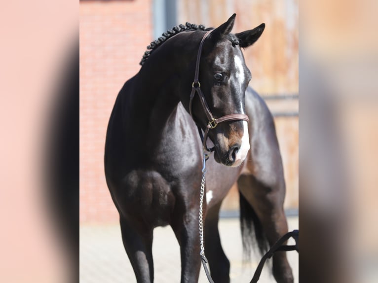 Oldenburg-International (OS) Gelding 4 years 16.2 hh Smoky-Black in Zieuwent