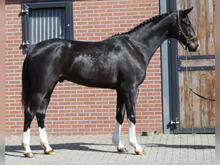 Oldenburg-International (OS) Gelding 4 years 16.2 hh Smoky-Black in Zieuwent