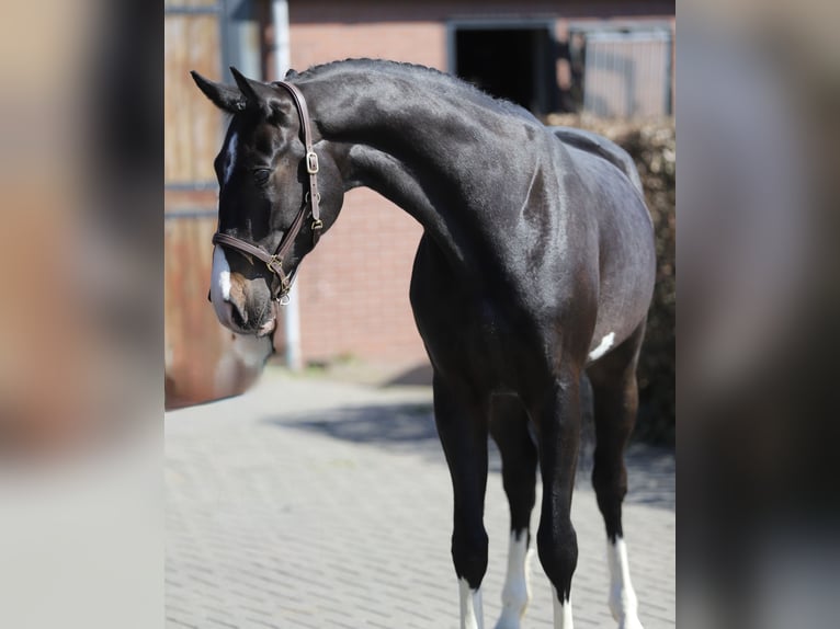 Oldenburg-International (OS) Gelding 4 years 16.2 hh Smoky-Black in Zieuwent