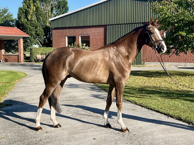 Oldenburg-International (OS) Gelding 4 years 16.3 hh Chestnut in Sande