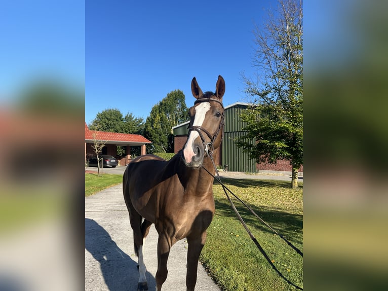 Oldenburg-International (OS) Gelding 4 years 16.3 hh Chestnut in Sande