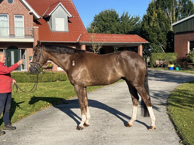 Oldenburg-International (OS) Gelding 4 years 16.3 hh Chestnut in Sande