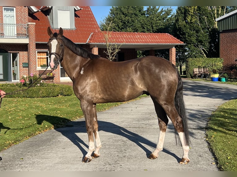 Oldenburg-International (OS) Gelding 4 years 16.3 hh Chestnut in Sande