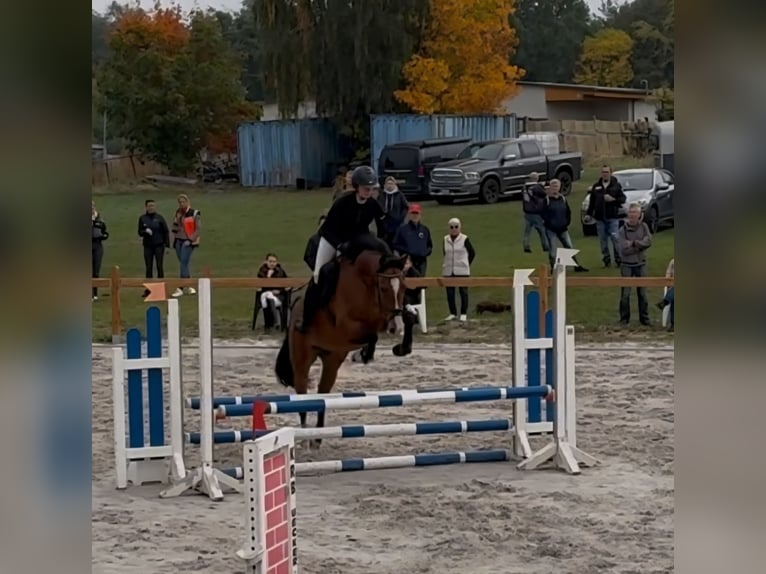 Oldenburg-International (OS) Gelding 4 years 16 hh Brown in Ueckermünde