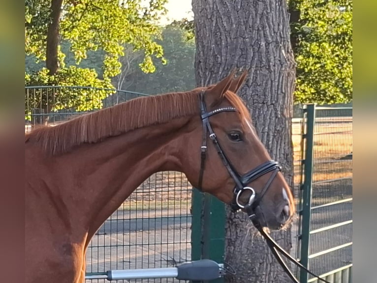 Oldenburg-International (OS) Gelding 4 years 16 hh Chestnut-Red in Geestland