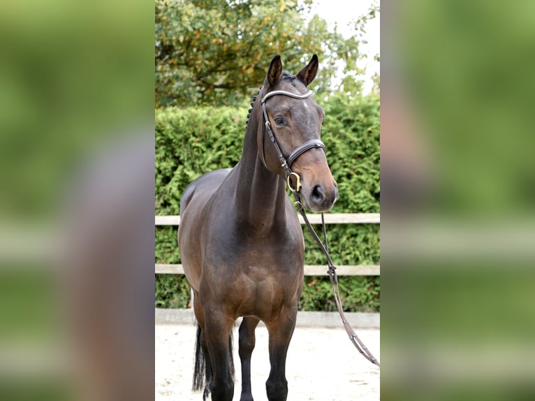 Oldenburg-International (OS) Gelding 4 years 16,1 hh Bay-Dark in Lohne (Oldenburg)