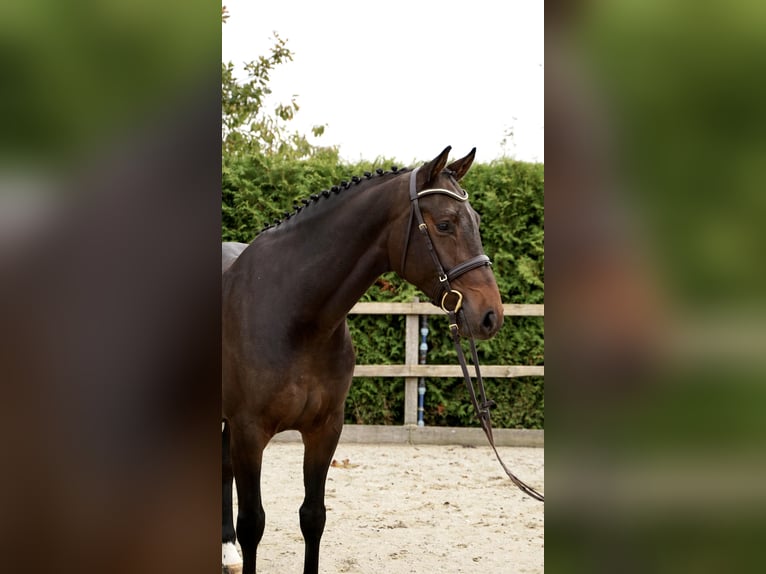 Oldenburg-International (OS) Gelding 4 years 16,1 hh Bay-Dark in Lohne (Oldenburg)