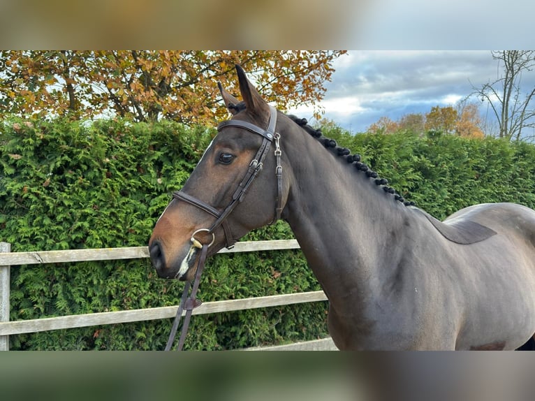 Oldenburg-International (OS) Gelding 4 years 16,1 hh Brown in Lindern (Oldenburg)