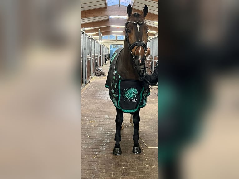 Oldenburg-International (OS) Gelding 4 years 16,1 hh Brown in Lindern (Oldenburg)