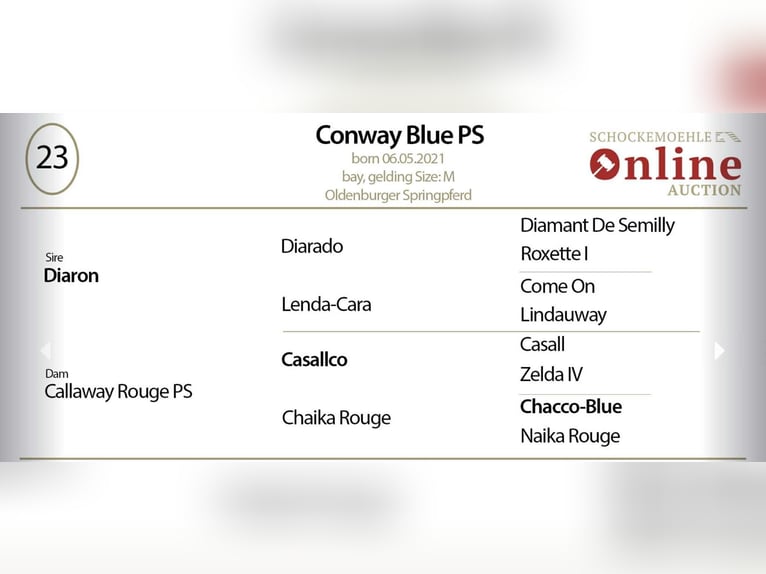 Oldenburg-International (OS) Gelding 4 years 16,1 hh Brown in G&#x141;UBCZYN