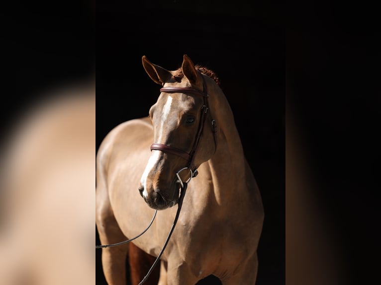 Oldenburg-International (OS) Gelding 4 years 16,1 hh Chestnut-Red in Lastrup