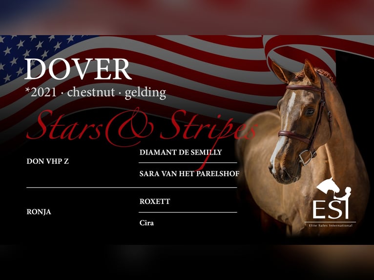 Oldenburg-International (OS) Gelding 4 years 16,1 hh Chestnut-Red in Lastrup