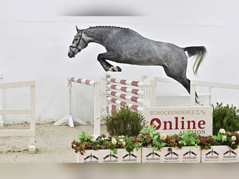 Oldenburg-International (OS) Gelding 4 years 16,1 hh Grey in G&#x141;UBCZYN