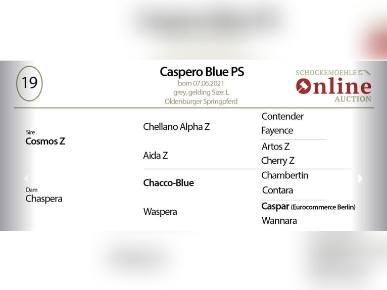 Oldenburg-International (OS) Gelding 4 years 16,1 hh Grey in G&#x141;UBCZYN