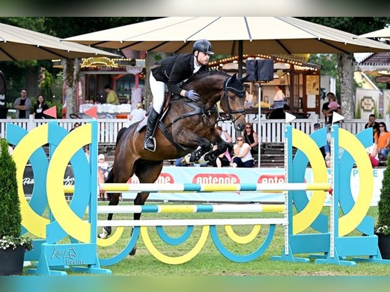 Oldenburg-International (OS) Gelding 4 years 16,2 hh Bay-Dark in Bad Zwischenahn