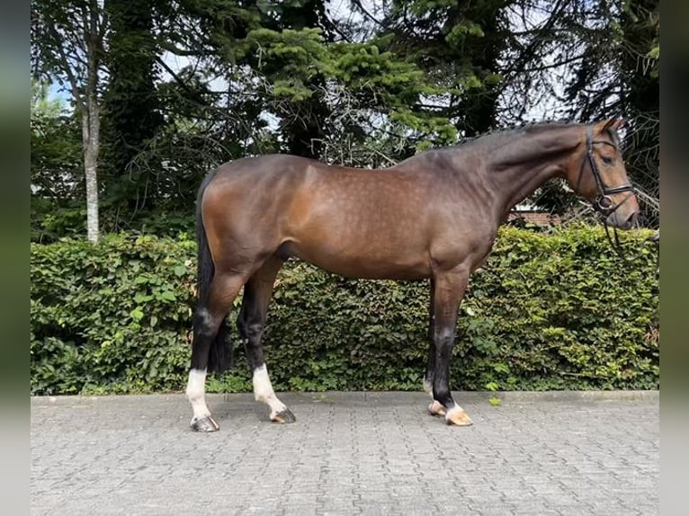 Oldenburg-International (OS) Gelding 4 years 16,2 hh Bay-Dark in Bad Zwischenahn