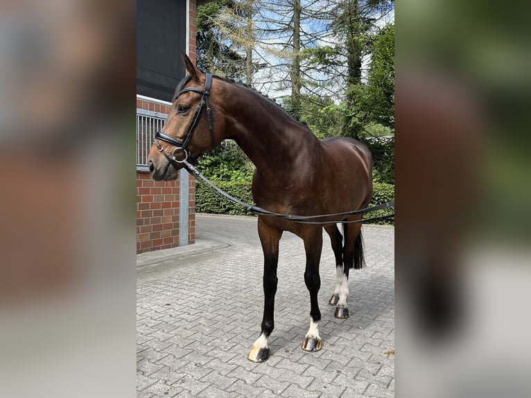 Oldenburg-International (OS) Gelding 4 years 16,2 hh Bay-Dark in Bad Zwischenahn
