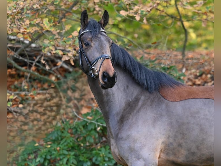 Oldenburg-International (OS) Gelding 4 years 16,2 hh Brown in Essen (Oldenburg)