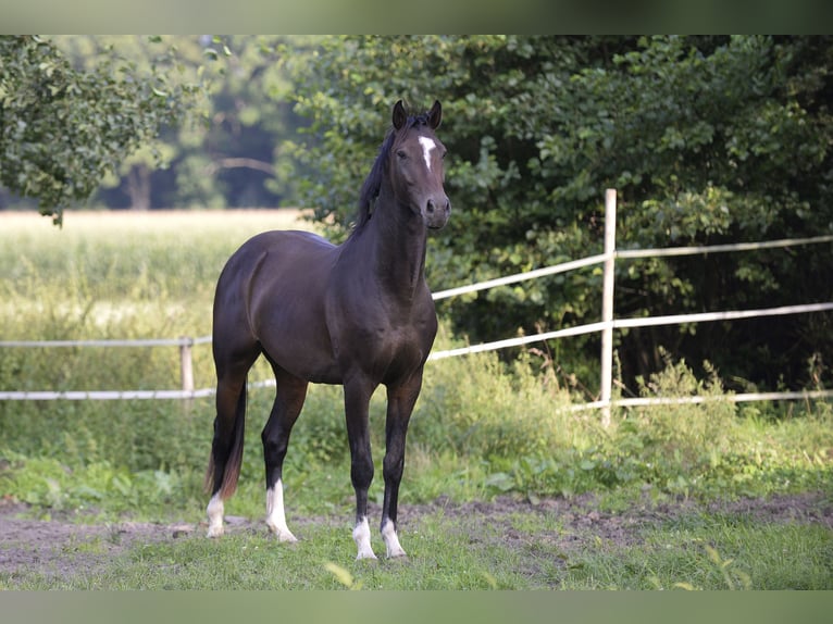 Oldenburg-International (OS) Gelding 4 years 16,2 hh Brown in Versmold