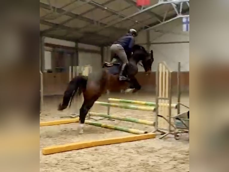 Oldenburg-International (OS) Gelding 4 years 16,2 hh Brown in Versmold