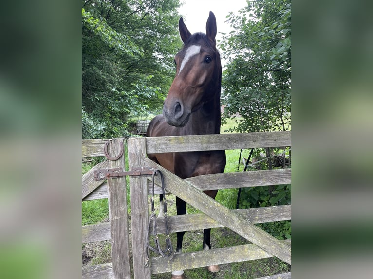 Oldenburg-International (OS) Gelding 4 years 16,2 hh Brown in Versmold