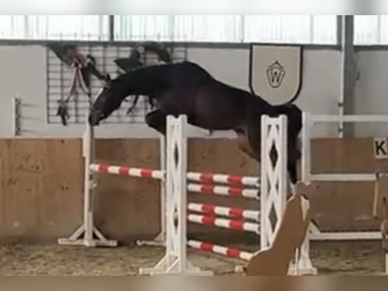 Oldenburg-International (OS) Gelding 4 years 16,2 hh Brown in Versmold