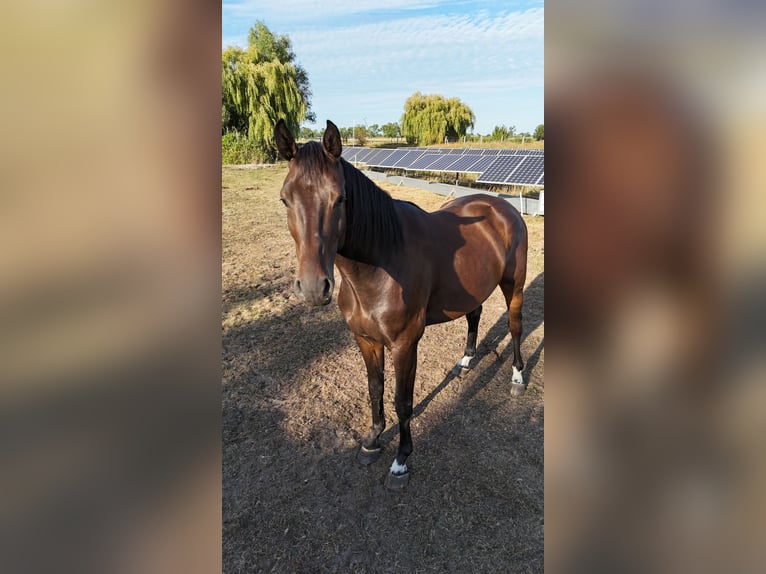 Oldenburg-International (OS) Gelding 4 years 16,2 hh Brown in M&#xE4;rkisch Luch