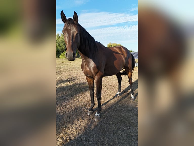 Oldenburg-International (OS) Gelding 4 years 16,2 hh Brown in M&#xE4;rkisch Luch