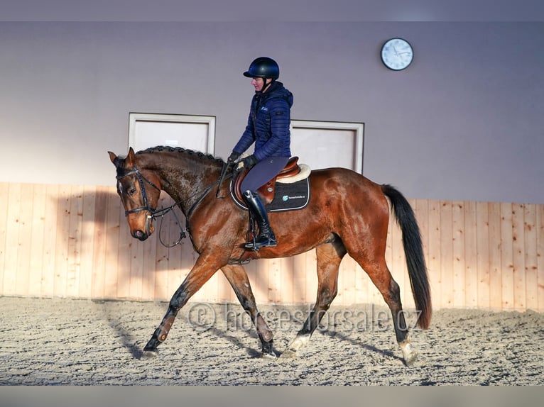 Oldenburg-International (OS) Gelding 4 years 16,2 hh Brown in Region Prag