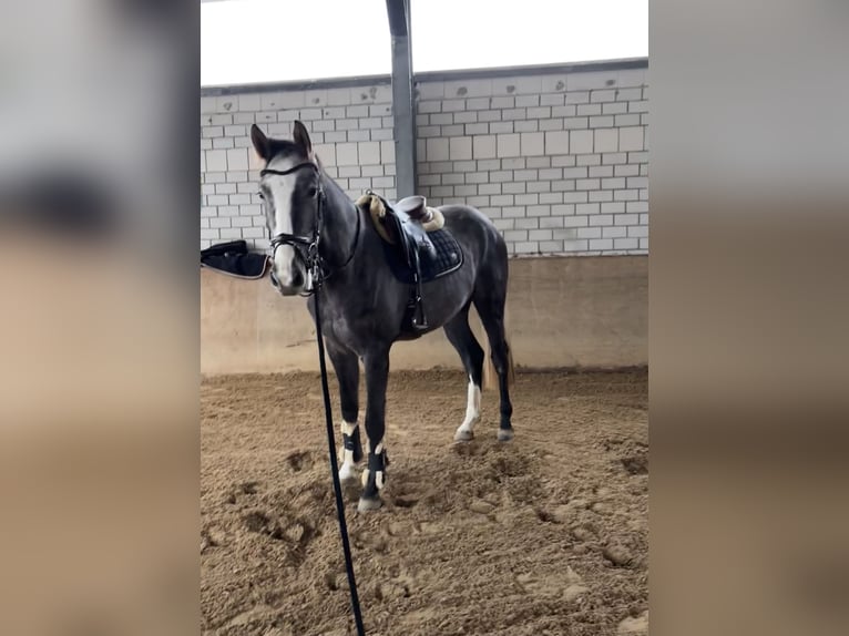 Oldenburg-International (OS) Gelding 4 years 16,2 hh Can be white in Limburg an der Lahn