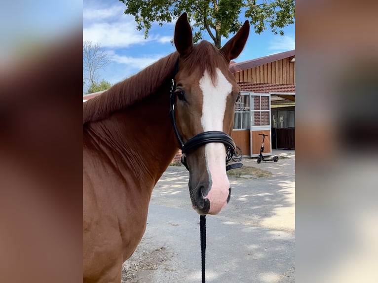 Oldenburg-International (OS) Gelding 4 years 16,2 hh Chestnut-Red in M&#xFC;nster