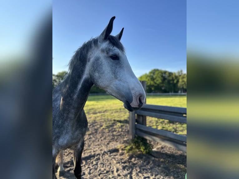 Oldenburg-International (OS) Gelding 4 years 16,2 hh Gray in H&#xFC;ven